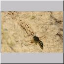 G-Odynerus spinipes w02a beim Nesteintrag einer Larve des Ruesselkaefers.jpg